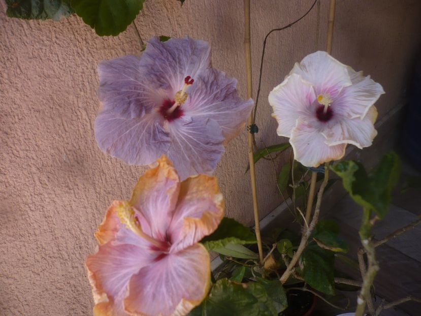 P1470755 - HIBISCUSI 2021-1