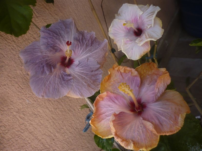 P1470756 - HIBISCUSI 2021-1