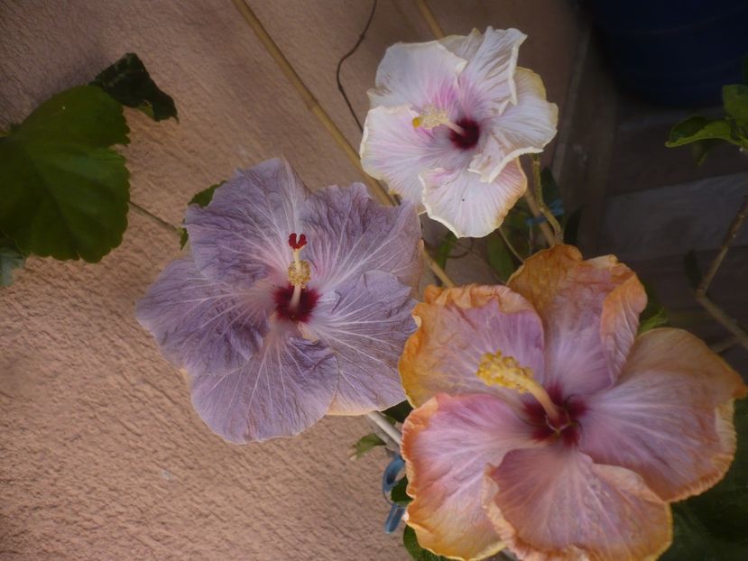 P1470757 - HIBISCUSI 2021-1