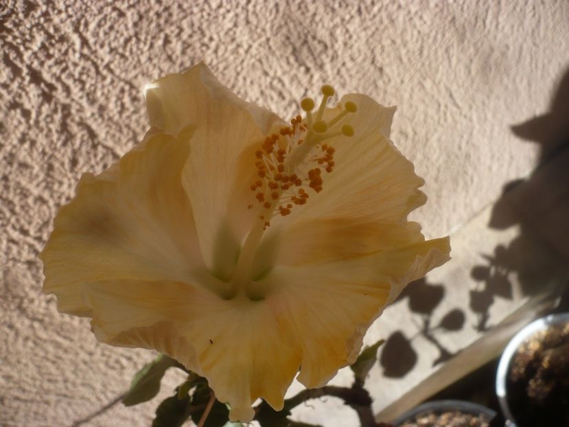 P1470758 - HIBISCUSI 2021-1