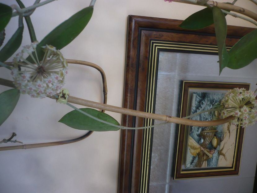 11.05.2021 - HOYA 2021-1