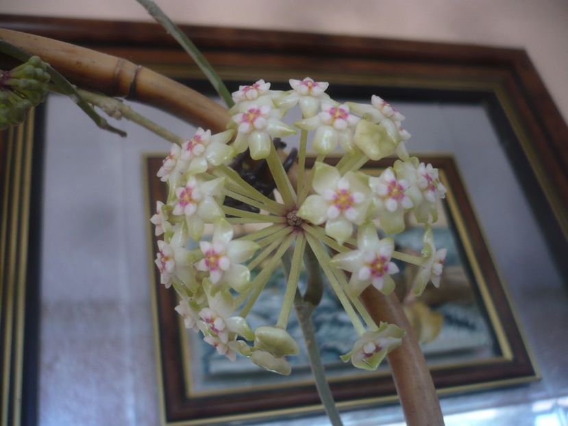 P1470760 - HOYA 2021-1