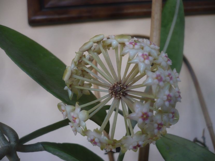 P1470761 - HOYA 2021-1