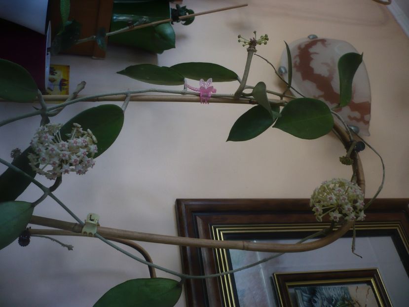 P1470762 - HOYA 2021-1