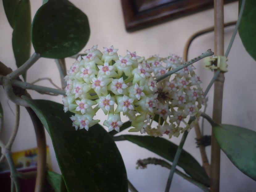P1470763 - HOYA 2021-1