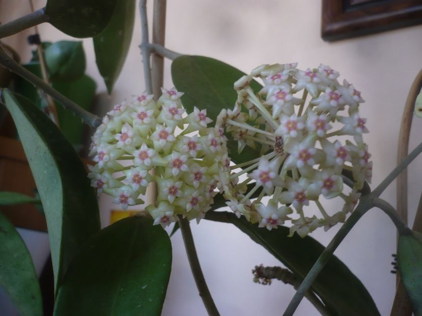P1470764 - HOYA 2021-1