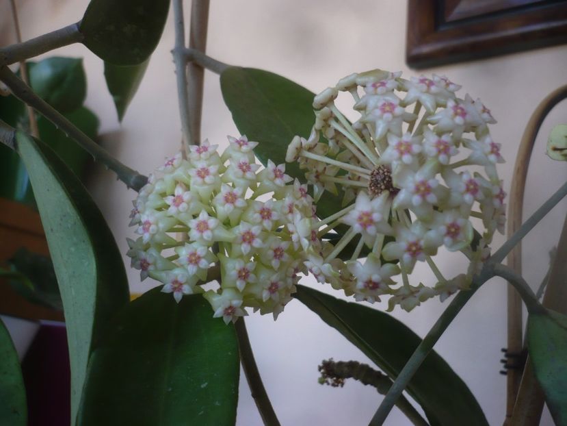 P1470766 - HOYA 2021-1