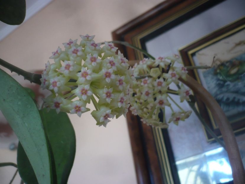 P1470767 - HOYA 2021-1