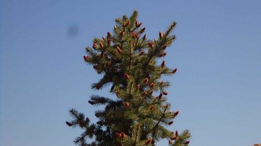 Molid argintiu - conuri noi - Primavara 2021-2022-2023