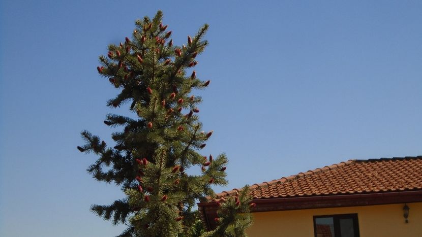 Molid argintiu - conuri noi - Primavara 2021-2022-2023