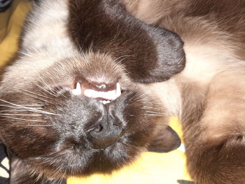  - Pisicii mei în mai 2021