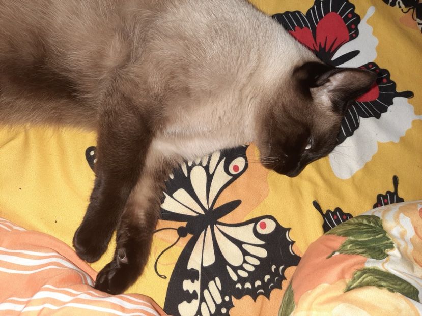  - Pisicii mei în mai 2021