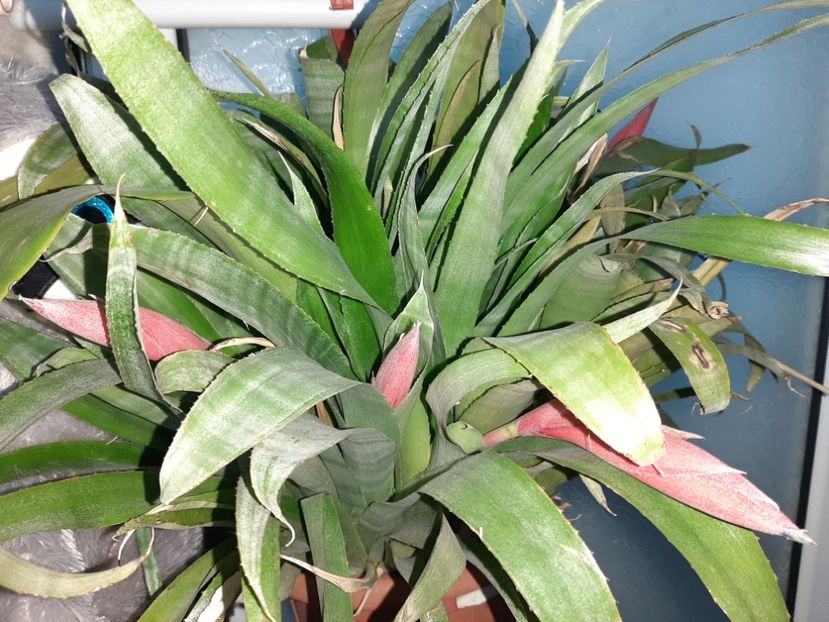  - Florile mele în mai 2021