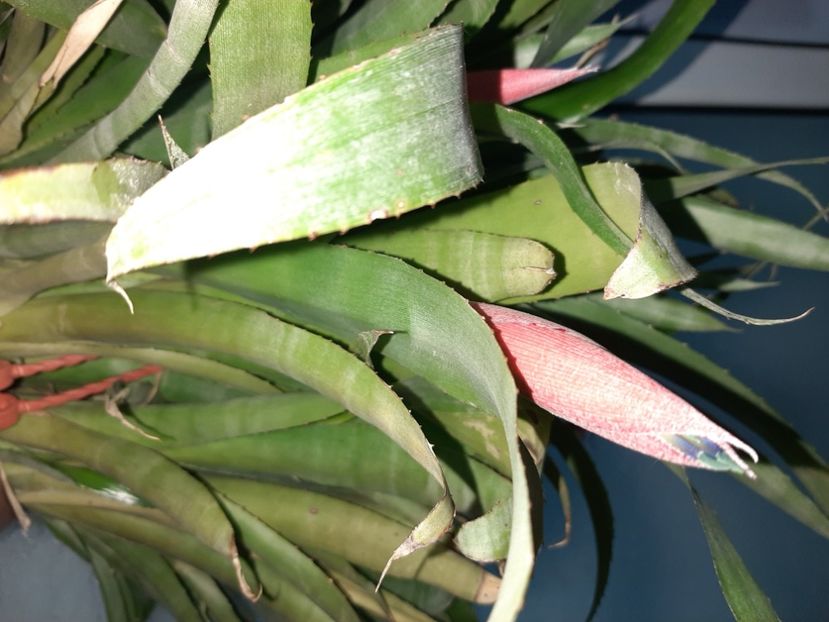  - Florile mele în mai 2021