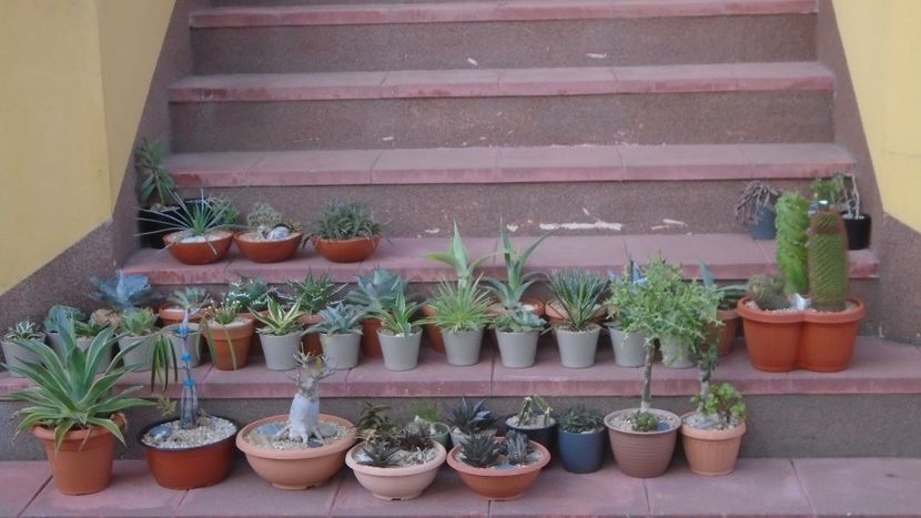30 apr. - Agave si alte suculente afara la aer - Suculente-Agave-Yucca si Dracaena 2021