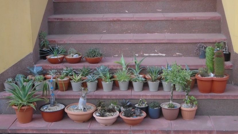 30 apr. - Agave si alte suculente afara la aer - Suculente-Agave-Yucca si Dracaena 2021