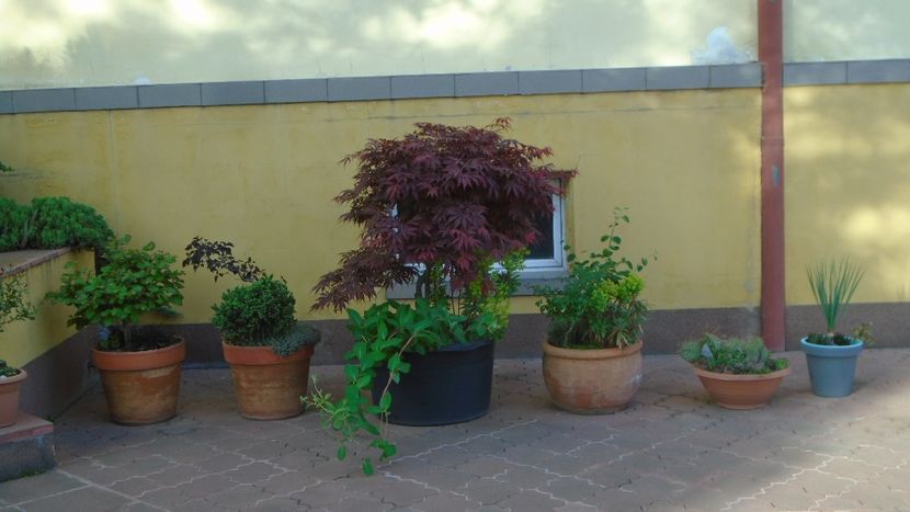 8 mai 2021 - Bonsai si prebonsai 2020-2023