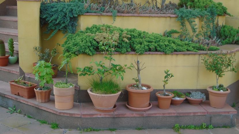 8 mai 2021 - Bonsai si prebonsai 2020-2023