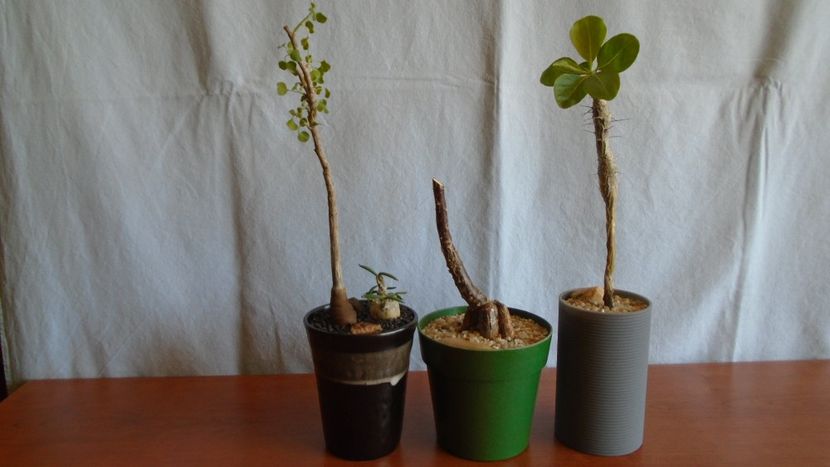 Euphorbia misera & Mestoklema arboriforme & Fouquieria (Idria) columnaris - Caudiciforme - pachycaule si bulboase 2021