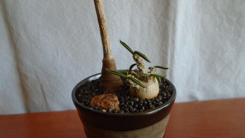 Euphorbia misera & Euphorbia cylindrifolia - Caudiciforme - pachycaule si bulboase 2021