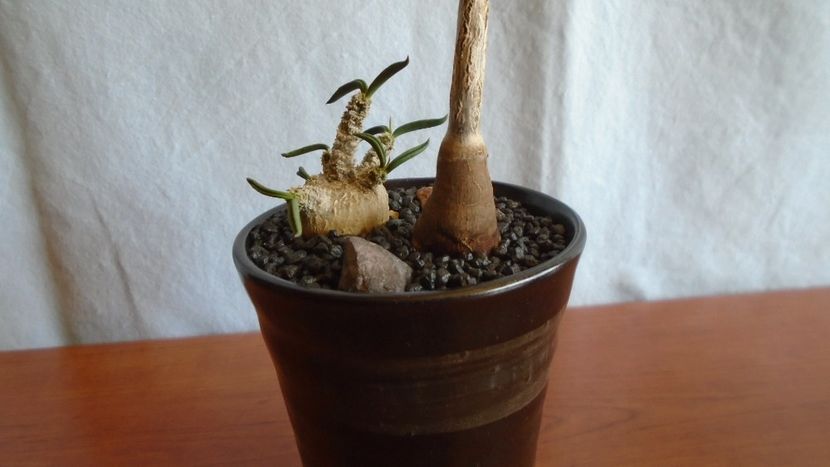 Euphorbia misera & Euphorbia cylindrifolia - Caudiciforme - pachycaule si bulboase 2021