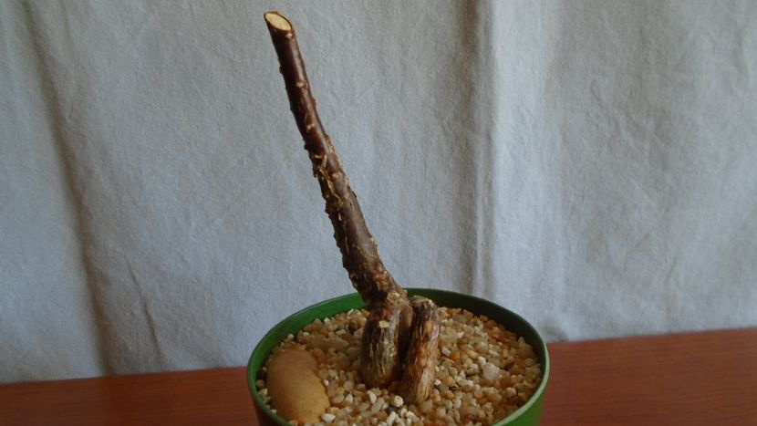 Mestoklema arboriforme - Caudiciforme - pachycaule si bulboase 2021