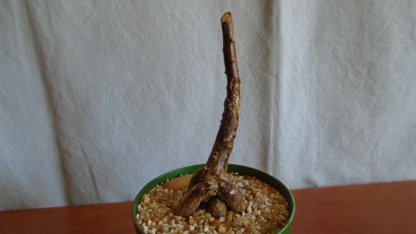 Mestoklema arboriforme - Caudiciforme - pachycaule si bulboase 2021