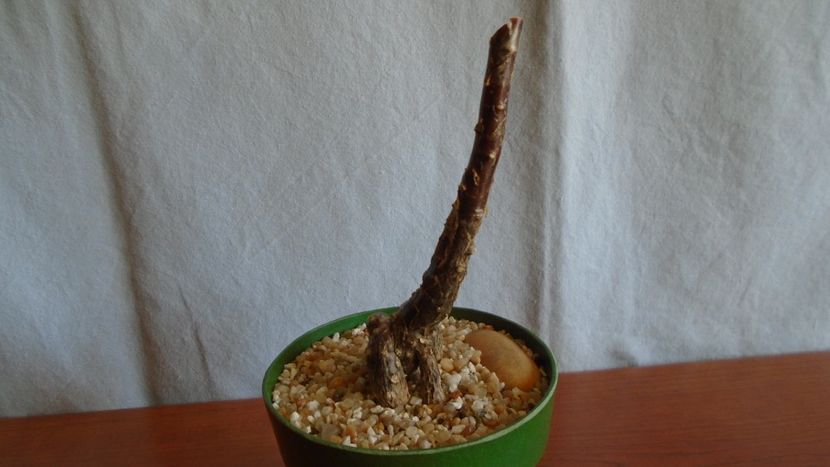 Mestoklema arboriforme - Caudiciforme - pachycaule si bulboase 2021