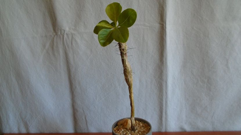 Fouquieria (Idria) columnaris - Caudiciforme - pachycaule si bulboase 2021