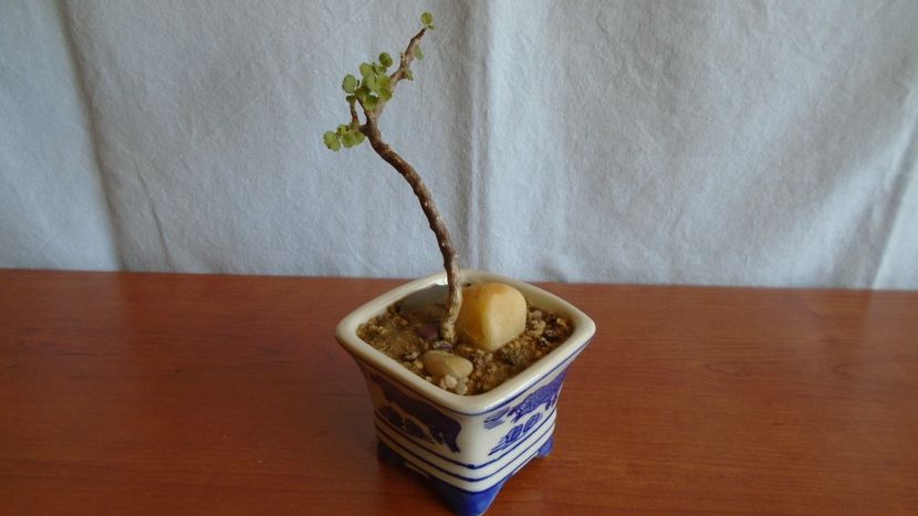 Sarcocaulon (Monsonia) vanderietiae, Africa de Sud si Namibia (caudex) - Caudiciforme - pachycaule si bulboase 2021