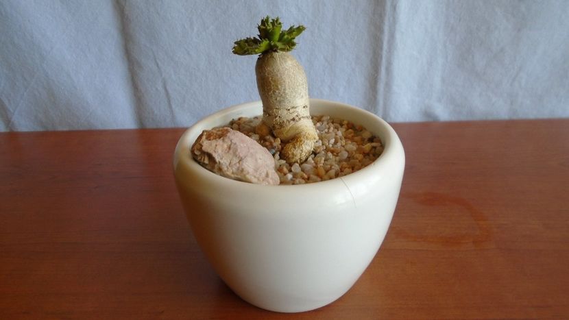 Euphorbia stellata - Caudiciforme - pachycaule si bulboase 2021