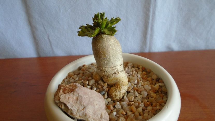 Euphorbia stellata - Caudiciforme - pachycaule si bulboase 2021