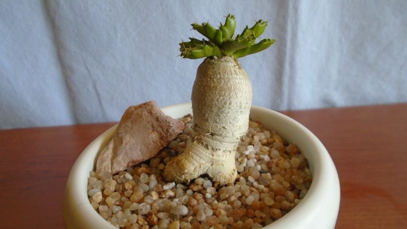 Euphorbia stellata - Caudiciforme - pachycaule si bulboase 2021