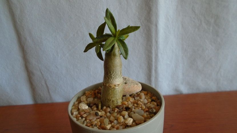 Pachypodium bispinosum - Caudiciforme - pachycaule si bulboase 2021