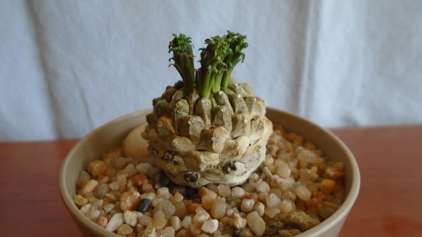 Euphorbia inermis - Caudiciforme - pachycaule si bulboase 2021