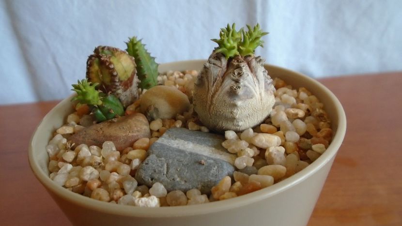 Euphorbia tubiglans - Caudiciforme - pachycaule si bulboase 2021