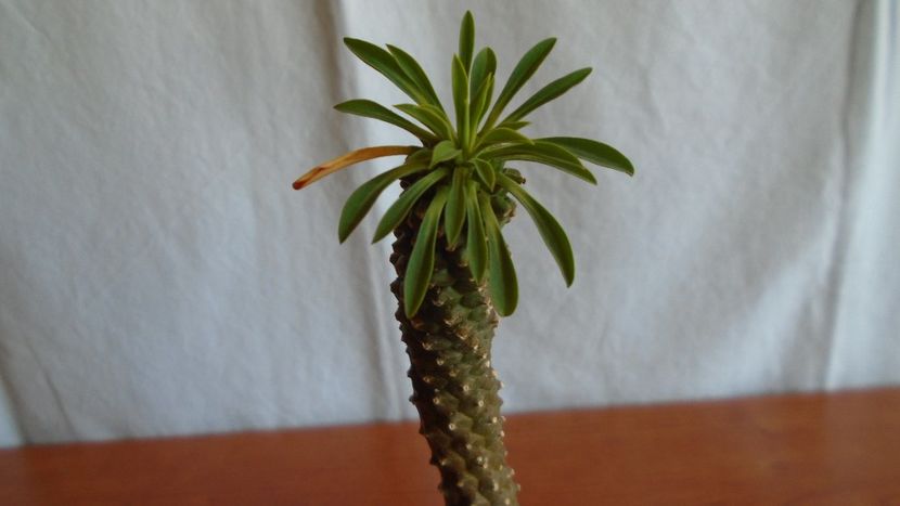 Euphorbia bupleurifolia cv. Sotetsu kirin - Suculente-Agave-Yucca si Dracaena 2021