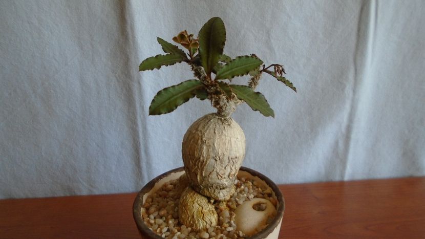 Euphorbia suzannae-marnierae - Caudiciforme - pachycaule si bulboase 2021