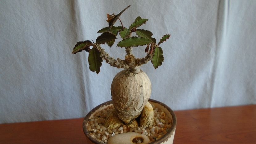 Euphorbia suzannae-marnierae - Caudiciforme - pachycaule si bulboase 2021