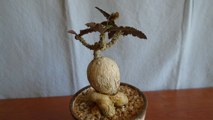 Euphorbia suzannae-marnierae - Caudiciforme - pachycaule si bulboase 2021