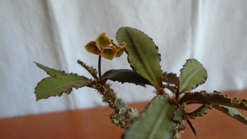 Euphorbia suzannae-marnierae - Caudiciforme - pachycaule si bulboase 2021