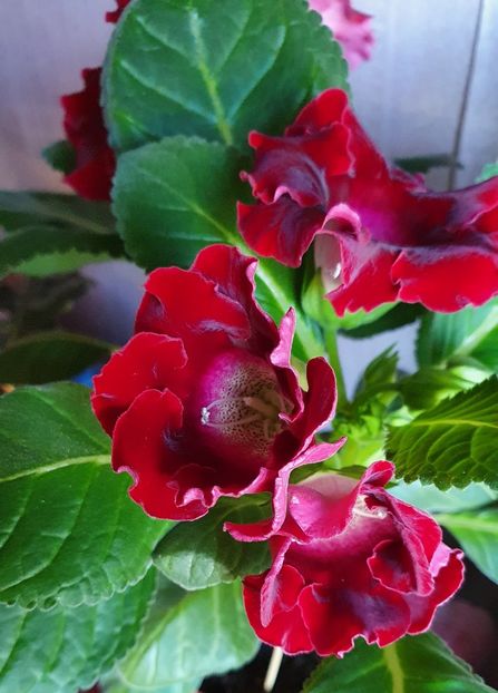 11.05.2021 - Gloxini 2012-2025