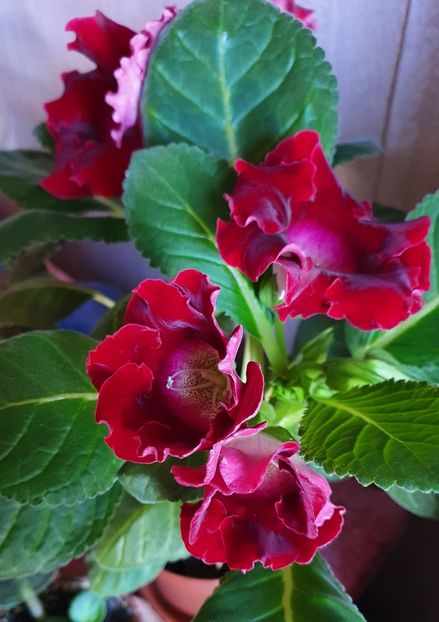 11.05.2021 - Gloxini 2012-2025