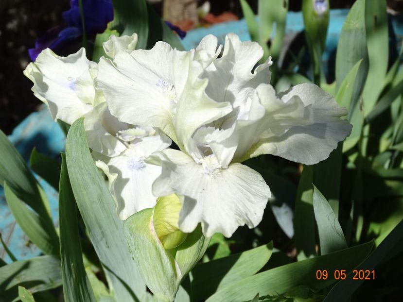  - Irisi si bujori 2021