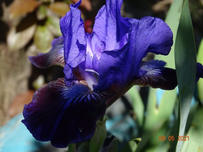  - Irisi si bujori 2021