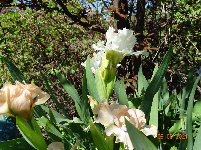  - Irisi si bujori 2021