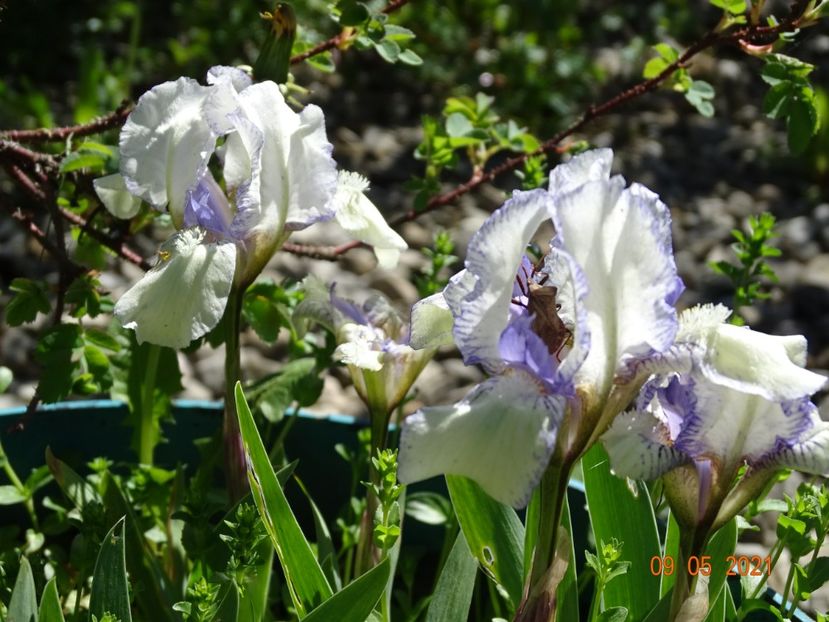  - Irisi si bujori 2021