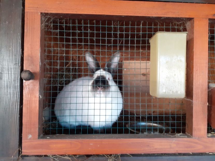  - A-IEPURI CALIFORNIENI