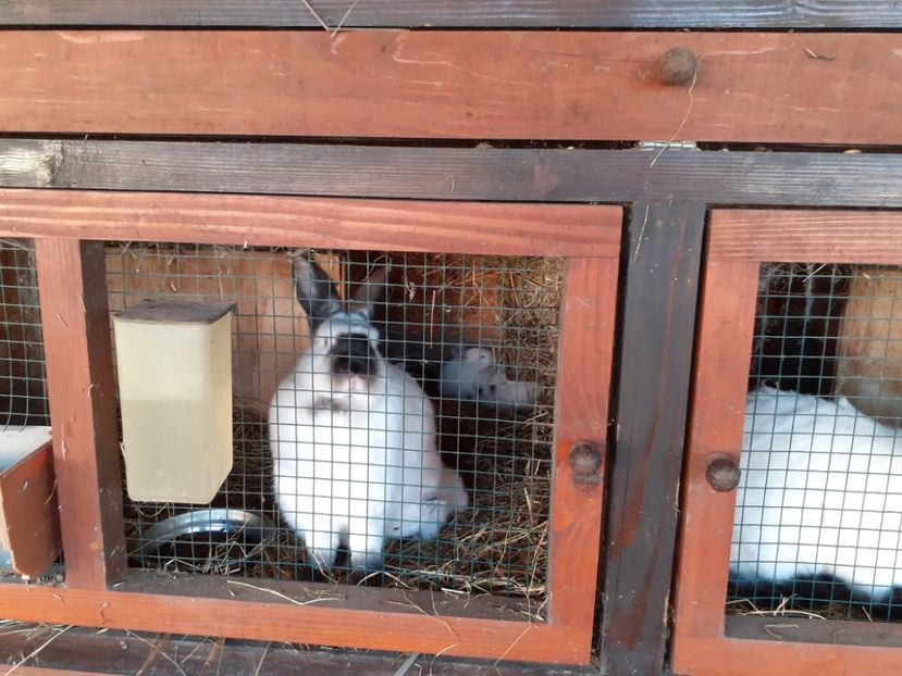  - A-IEPURI CALIFORNIENI