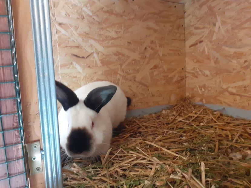  - A-IEPURI CALIFORNIENI